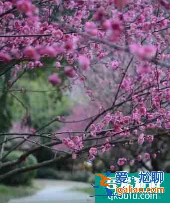 2022長沙植物園櫻花節(jié)什么時(shí)候 門票多少錢？