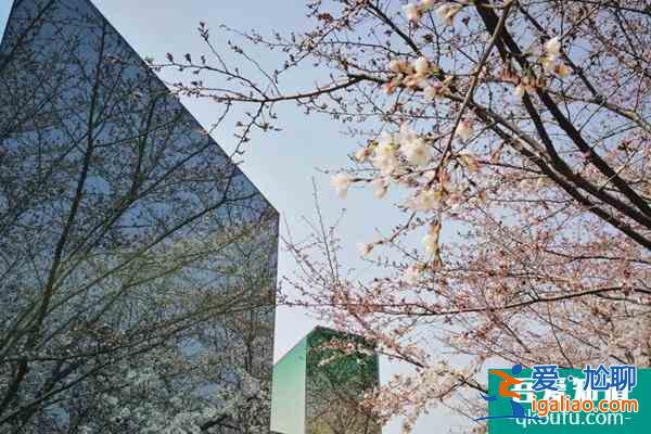2022上海賞櫻花哪里最好 附最佳觀賞時間介紹及地點推薦？