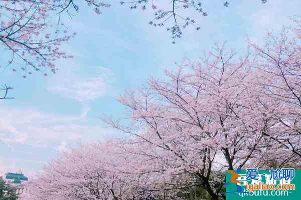 2022武漢大學櫻花什么時候開花 最佳觀賞時間是什么時候? 2022武漢大學櫻花什么時候開花 最佳觀賞時間是什么時候?