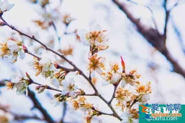 2022上海賞櫻花哪里最好 附最佳觀賞時間介紹及地點推薦？