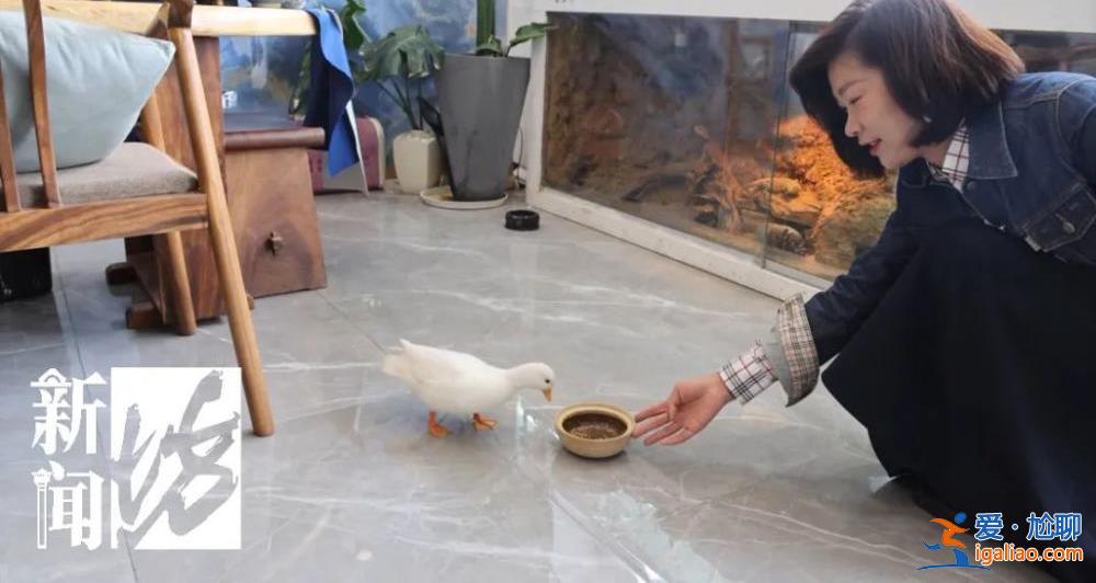 上海一價值萬元的寵物鴨在花園散步被人擄走 差點被做成“老鴨煲”？