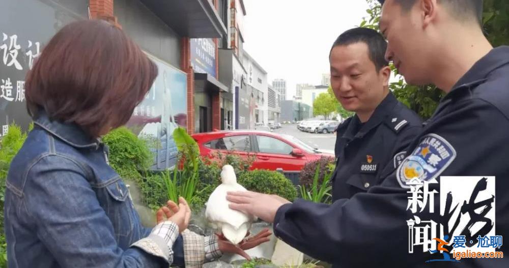 上海一價值萬元的寵物鴨在花園散步被人擄走 差點被做成“老鴨煲”？