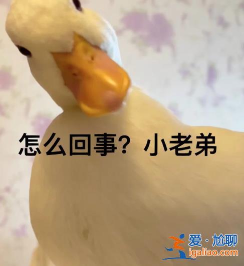 上海一價值萬元的寵物鴨在花園散步被人擄走 差點被做成“老鴨煲”？