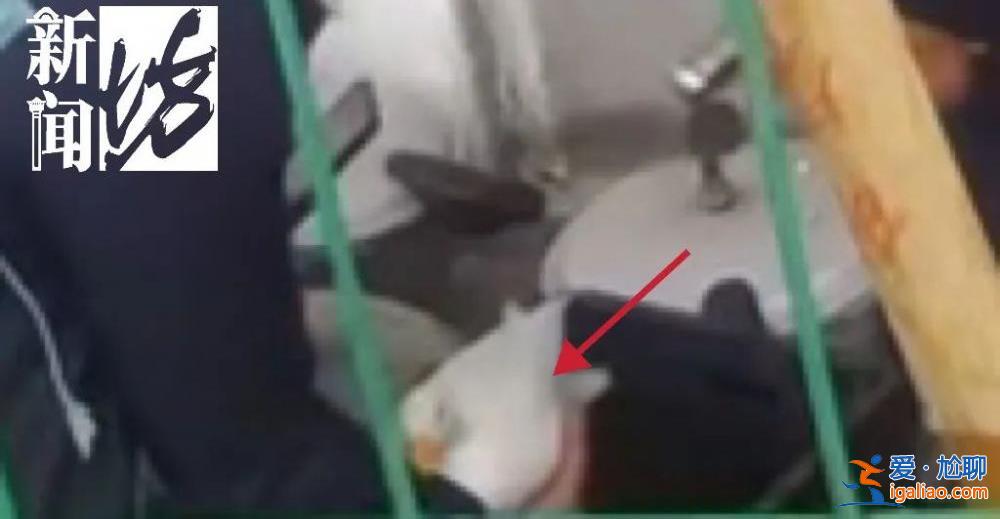 上海一價值萬元的寵物鴨在花園散步被人擄走 差點被做成“老鴨煲”？