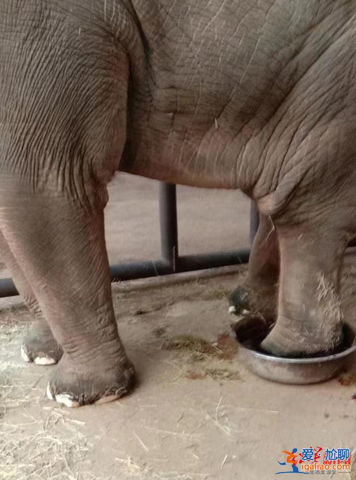 22歲亞洲象欣欣在八達嶺野生動物世界心衰死亡 曾患腳疾多年? 22歲亞洲象欣欣在八達嶺野生動物世界心衰死亡 曾患腳疾多年?