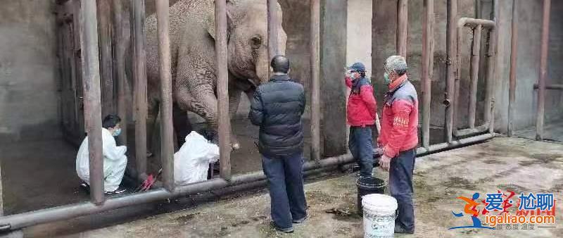 22歲亞洲象欣欣在八達嶺野生動物世界心衰死亡 曾患腳疾多年? 22歲亞洲象欣欣在八達嶺野生動物世界心衰死亡 曾患腳疾多年?