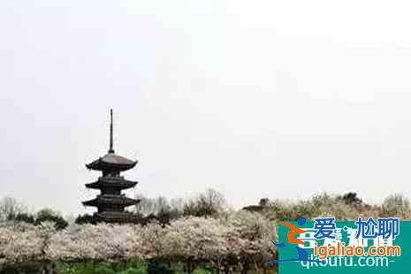 2022江蘇賞櫻花的地方整理？