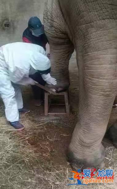 22歲亞洲象欣欣在八達嶺野生動物世界心衰死亡 曾患腳疾多年? 22歲亞洲象欣欣在八達嶺野生動物世界心衰死亡 曾患腳疾多年?