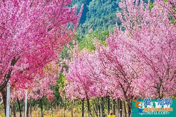 2022大理櫻花幾月開(kāi) 大理賞櫻花最美的地方？