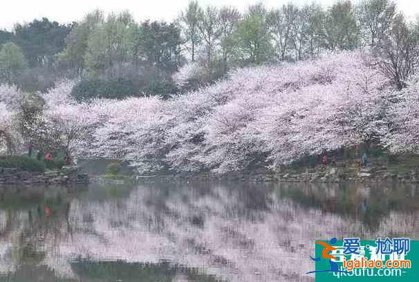 2022長沙松雅湖花期及最佳觀賞時間？