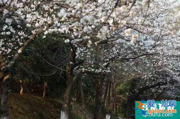 2022長沙松雅湖花期及最佳觀賞時間？