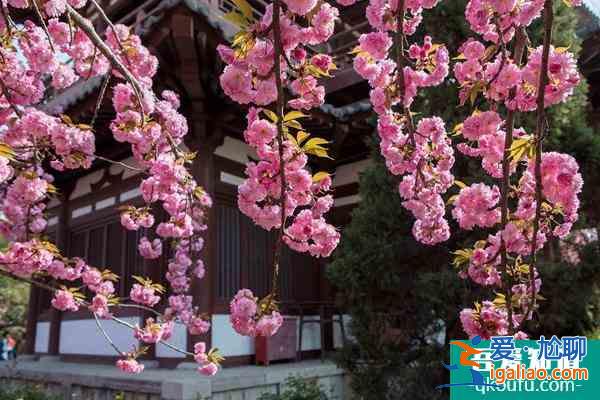 2022年西安青龍寺櫻花幾月開？