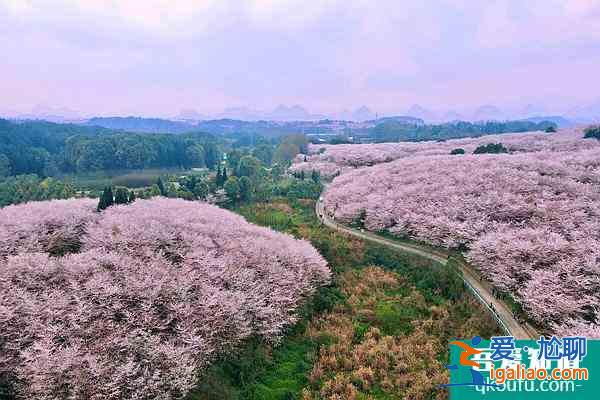 貴州平壩櫻花觀賞指南2022 附最佳觀賞時間及賞櫻路線？