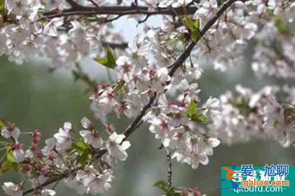 北京賞櫻花的地方哪里最好2022 北京櫻花公園在哪里？