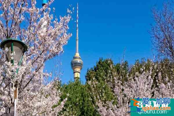北京賞櫻花的地方哪里最好2022 北京櫻花公園在哪里？