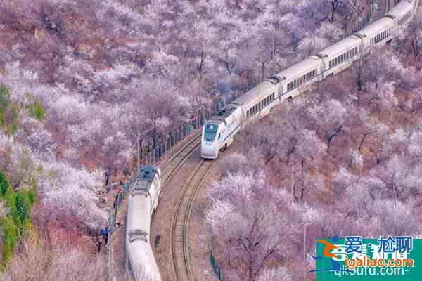 北京最浪漫的櫻花列車 北京櫻花列車攻略? 北京最浪漫的櫻花列車 北京櫻花列車攻略?