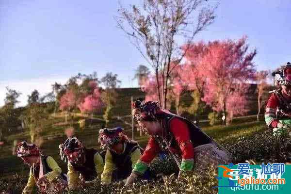 2022無量山櫻花谷攻略 最美時間和花期是什么時候？