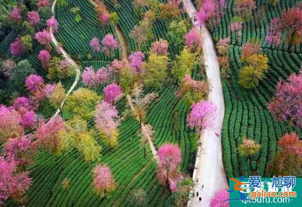 2022無量山櫻花谷攻略 最美時間和花期是什么時候？