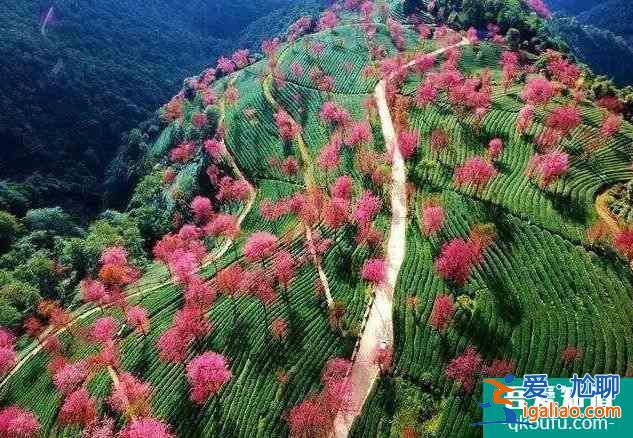 2022無量山櫻花谷攻略 最美時間和花期是什么時候？