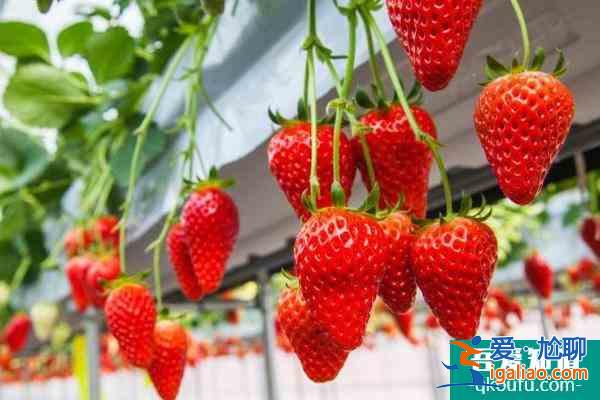 2022北京草莓采摘園哪里好 北京采摘草莓好去處？