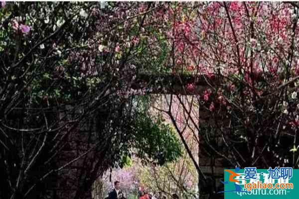 福建櫻花景區有哪些 福建哪里櫻花好看？
