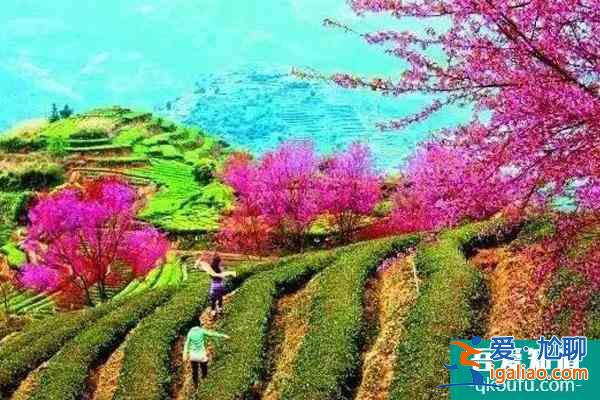 福建櫻花景區有哪些 福建哪里櫻花好看？