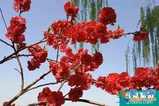 北京看臘梅的公園有哪些? 北京看臘梅的公園有哪些?