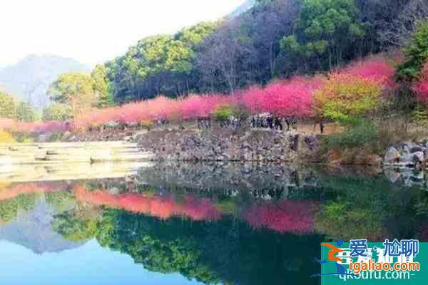 福建櫻花景區有哪些 福建哪里櫻花好看？