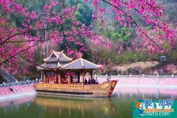 福建櫻花景區有哪些 福建哪里櫻花好看？
