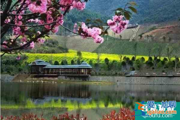 福建櫻花景區有哪些 福建哪里櫻花好看？
