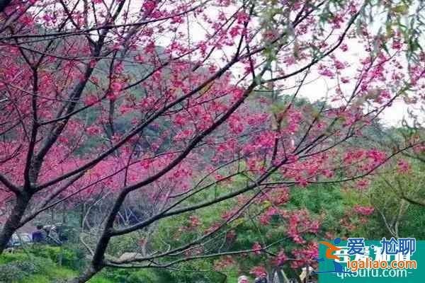 福建櫻花景區有哪些 福建哪里櫻花好看？