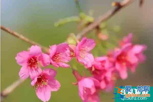 福建櫻花景區有哪些 福建哪里櫻花好看？