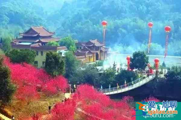福建櫻花景區有哪些 福建哪里櫻花好看？