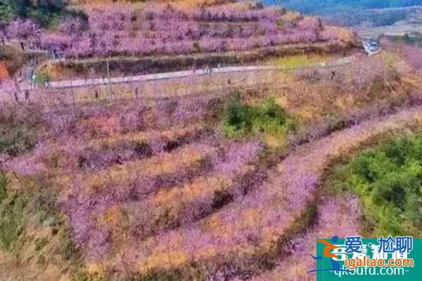 福建櫻花景區有哪些 福建哪里櫻花好看？