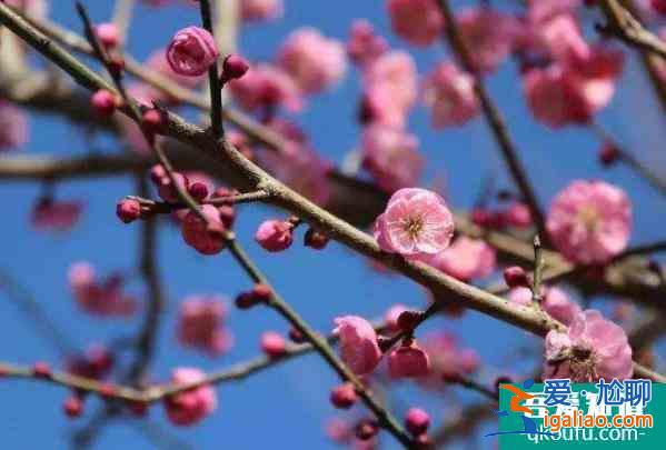 北京看臘梅的公園有哪些? 北京看臘梅的公園有哪些?