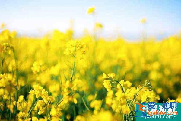 安徽看油菜花最好的地方 九大最美觀賞地? 安徽看油菜花最好的地方 九大最美觀賞地?