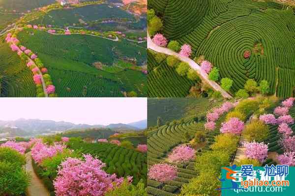 2022年漳平永福鎮(zhèn)櫻花園什么時(shí)候開(kāi)?附門(mén)票信息、觀賞日期和觀賞點(diǎn)推薦？