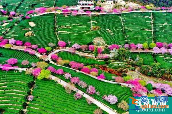 2022年漳平永福鎮(zhèn)櫻花園什么時(shí)候開(kāi)?附門(mén)票信息、觀賞日期和觀賞點(diǎn)推薦？