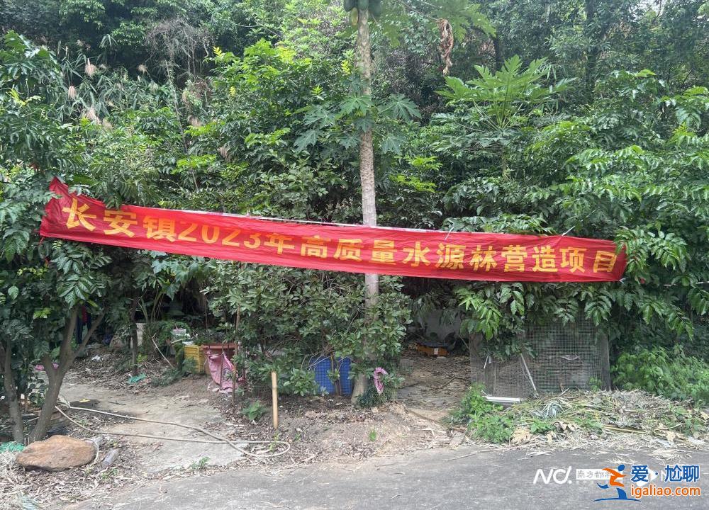 市民投訴廣東東莞一地連日砍樹？當地回應稱正進行樹種更換？
