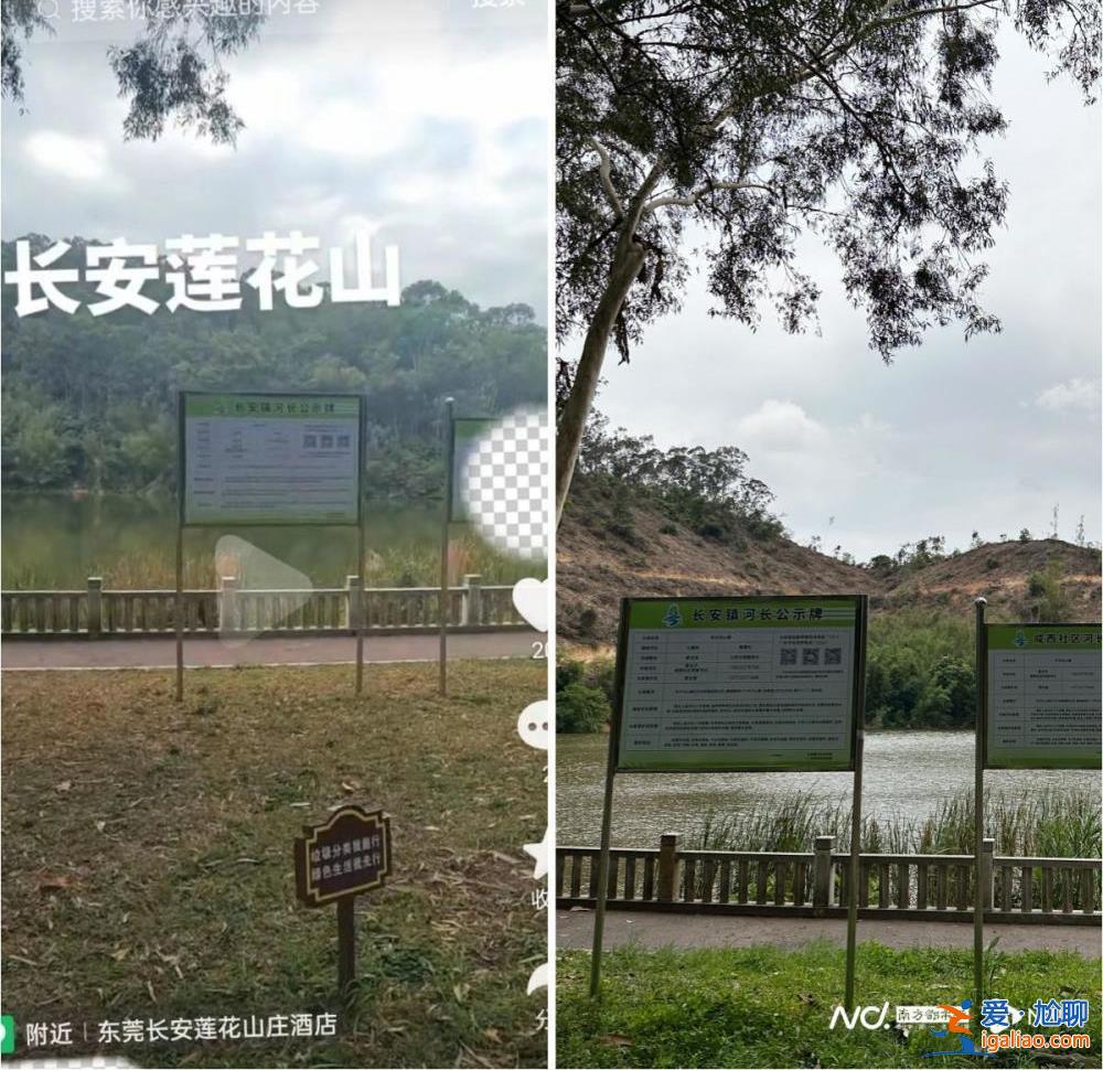 市民投訴廣東東莞一地連日砍樹？當地回應稱正進行樹種更換？