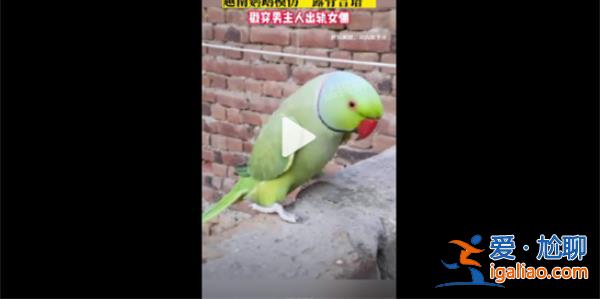 丈夫出軌被鸚鵡模仿其露骨的言語揭穿[鸚鵡]？