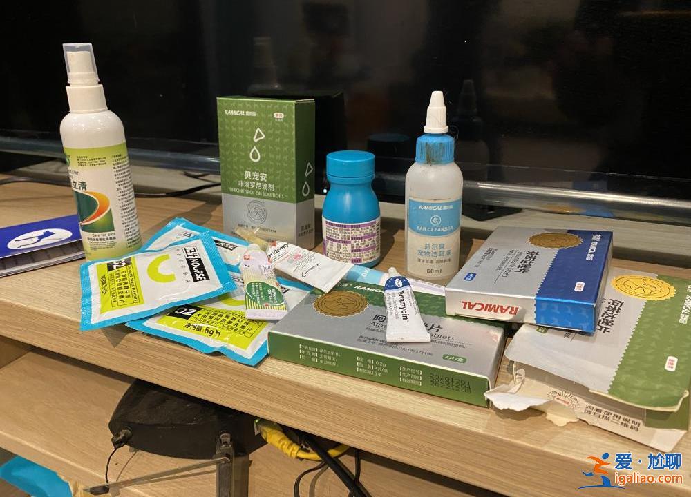 喂養兩條“棄狗” 一對年輕夫妻被指控盜竊罪、判處拘役4個月？