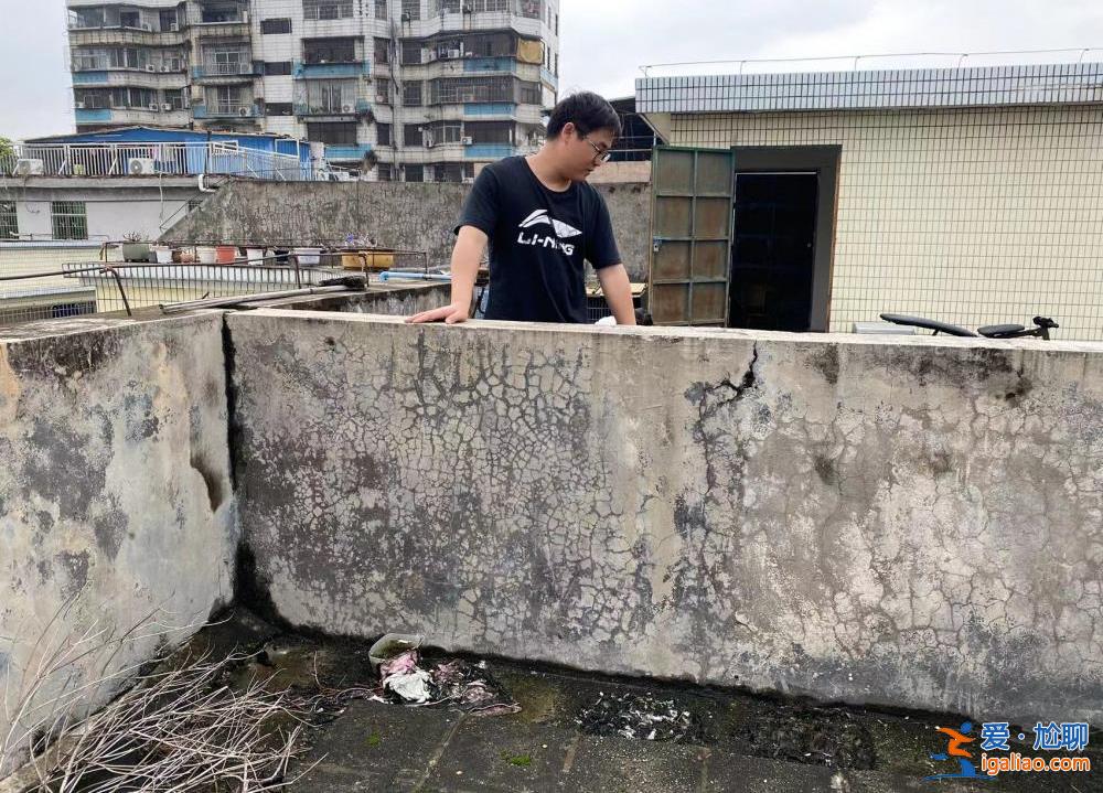 喂養兩條“棄狗” 一對年輕夫妻被指控盜竊罪、判處拘役4個月？
