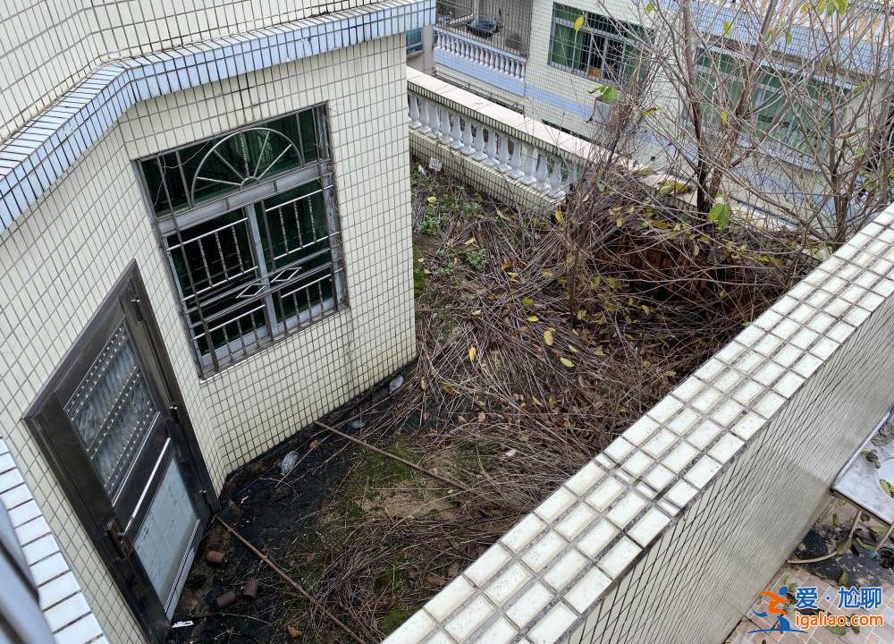 喂養兩條“棄狗” 一對年輕夫妻被指控盜竊罪、判處拘役4個月？