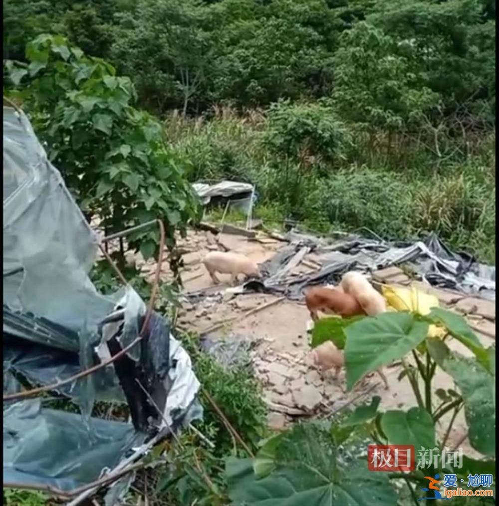 養豬戶豬舍被拆 疑用改裝槍射傷3名執法人員后逃走 遭通緝投案自首？