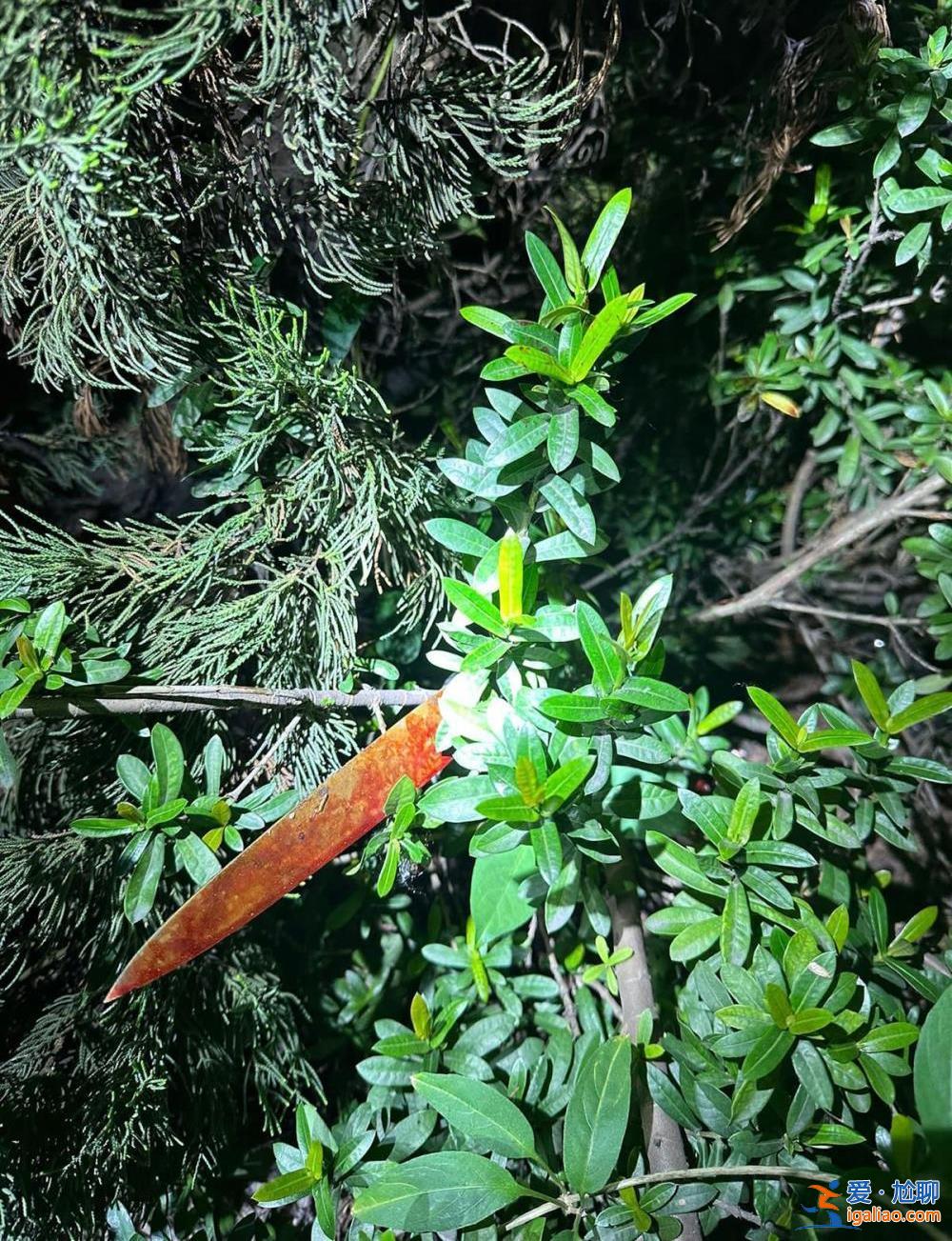 54歲女子毀容身亡 染血電鋸遺留在草叢中? 54歲女子毀容身亡 染血電鋸遺留在草叢中?