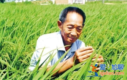 他臨終前從未表露痛苦 只關心雜交水稻？