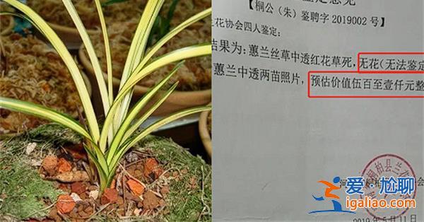 農(nóng)婦掐走蘭花被判三年緩刑四年[判刑緩刑]？