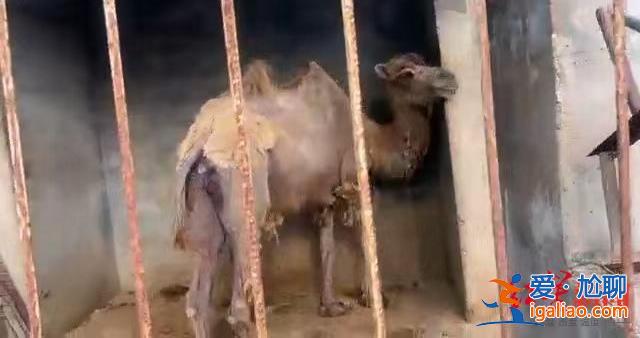 系幼時遭母熊攻擊所致 已責令停業整頓衛生? 系幼時遭母熊攻擊所致 已責令停業整頓衛生?