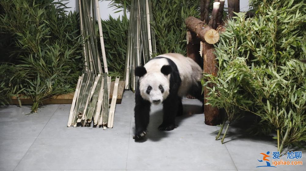 大熊貓“丫丫”平安回到北京動物園? 大熊貓“丫丫”平安回到北京動物園?
